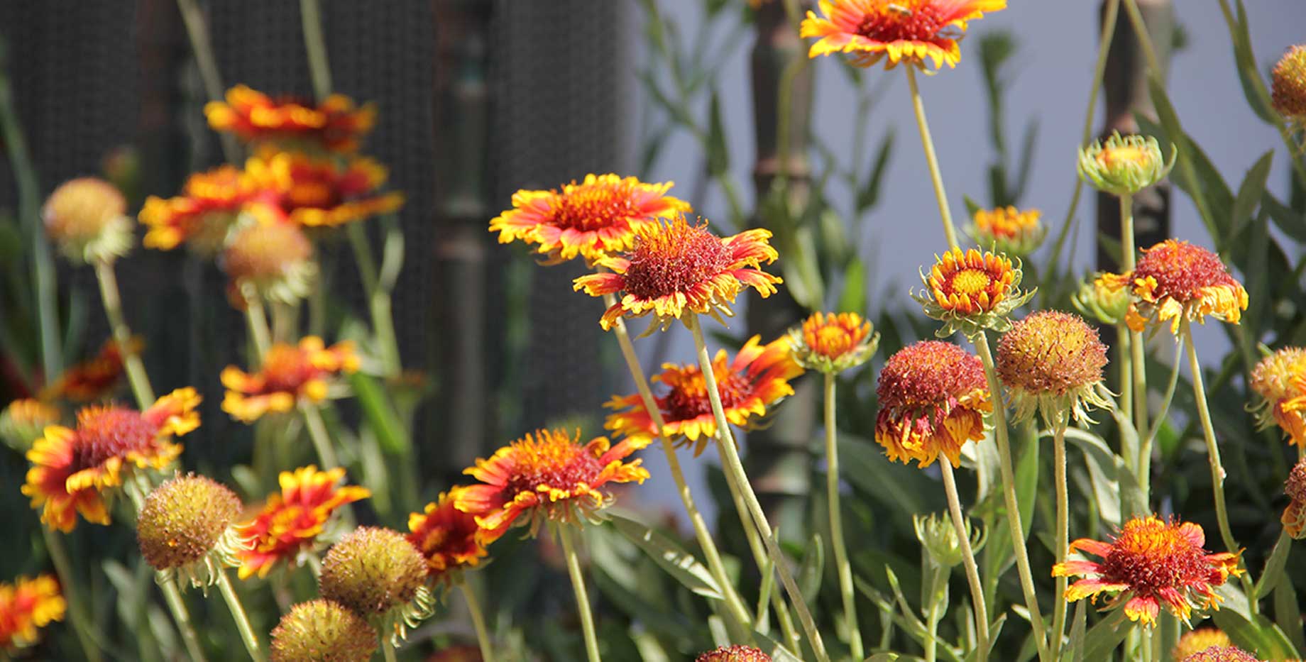 Gaillardia