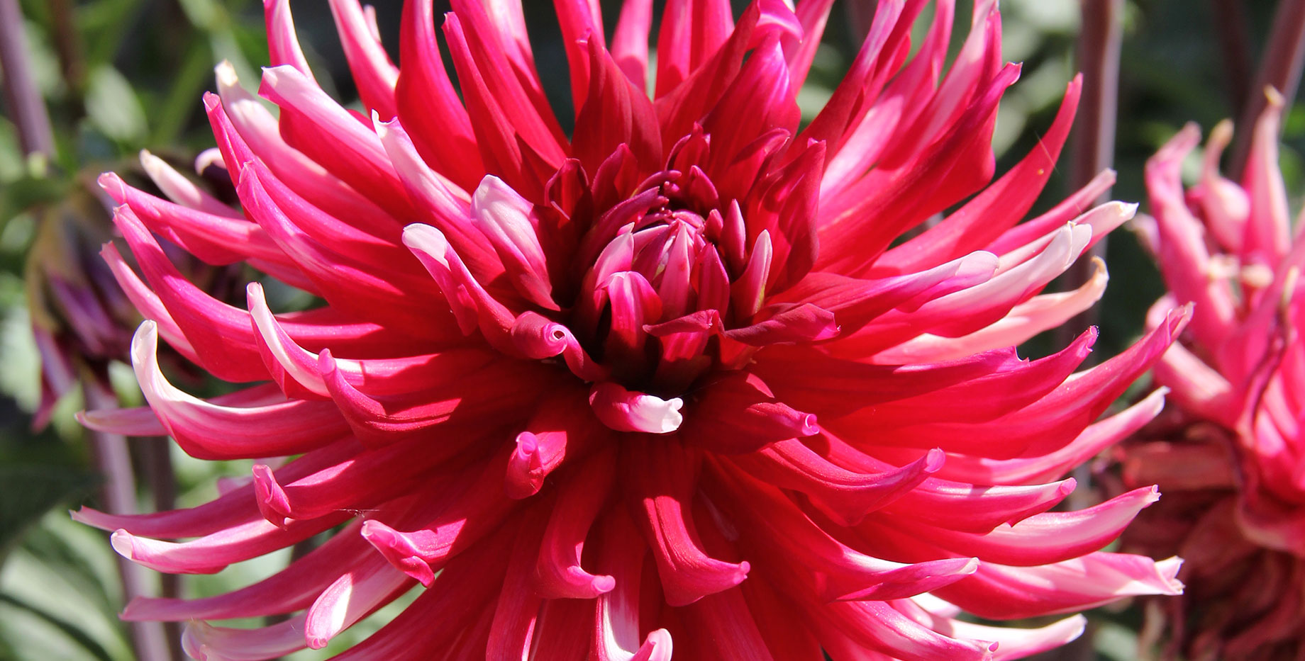Dhalia