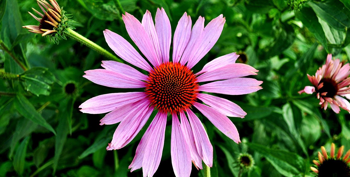 Equinácea. A planta amiga no Inverno