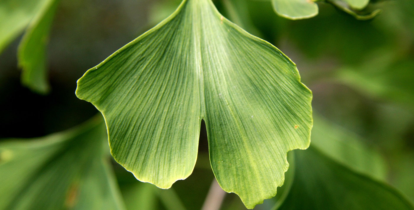 Gingko Biloba. Para manter viva a nossa memória 
